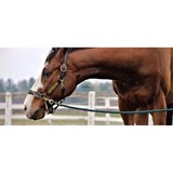 Clayton Ridge Horse Farm - Other in Joppa