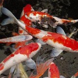 Tropic Bay Water Gardens - Other in Davidsonville