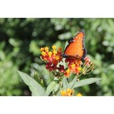 Urbanbiology LLC - Landscape Architects in Annapolis