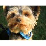 Howl - Pet Stores in Baltimore