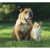 Friendly Pet Boundaries Inc - Other in Woodbine