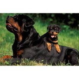 K-9 Training Center - Other in Port Deposit