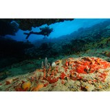Blue Marble Divers - Other in Hagerstown