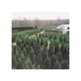 Pryor's Nursery - Landscape Architects in Damascus
