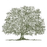 Carroll Tree Service Inc - Other in Owings Mills