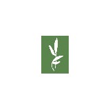 Pine Tree Garden Seeds - Other in New Gloucester