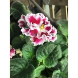 Sunset Greenhouses - Florists in Fairfield