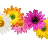 Ann's Flower Shop - Florists in Auburn