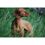 Naples Veterinary Clinic - Veterinarians/Vets in Naples