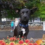 Lucky Pup Rescue Inc - Other in Kennebunkport