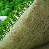 Growtech - Other in South Portland