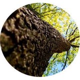 Lumberjacks Tree Service - Tree Services in Muskegon