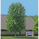 Oakland Oral Surgery Assoc - Dentists in Novi