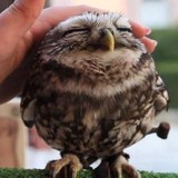 The Wandering Owl - Gift Shops in Jackson