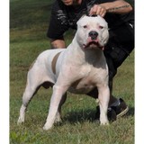 Worlds Finest Pitbulls - Other in Kingsley