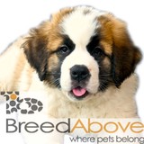 Breedabove Inc - Pet Services in Ann Arbor