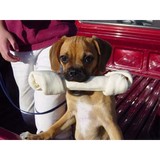 Pet City Pets - Pet Stores in Ypsilanti
