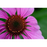 Wisdom Consulting Service - Other in Lowell