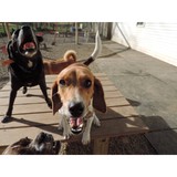 My Best Friends Inn - Other in Otsego