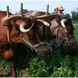 Tillers International - Other in Scotts