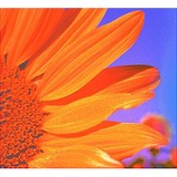 Flowerland - Other in Comstock Park