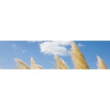 Sodus Township Supervisor - Other in Sodus Township