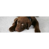 Cranbrook Carpet & Furniture - Carpet Cleaning in Farmington Hills