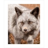 Sanders PhotoGraFX - Other in Higgins Lake