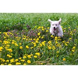 Paws & Claws Pet Care Sitting Boarding - Animal Boarding/Pet Boarding in Ann Arbor
