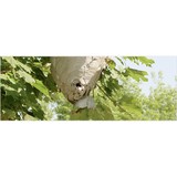Insectech - Pest Control in Ypsilanti