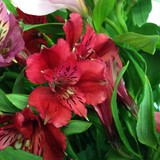 Lutey's Flower Shop - Other in Marquette