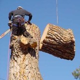 KTM Enterprises - Tree Services in Waterford Township