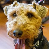 Metamora Canine Academy - Pet Services in Birmingham