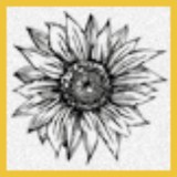 Sunflower Productions LLC - Other in Livonia