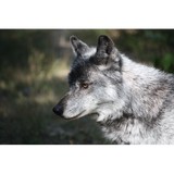 Wolf Lone Cleaning - Other in Palmer