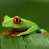 Naturalist Endeavors - Other in Columbiaville