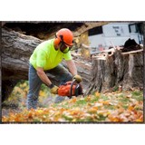 Arbor Tree Service - Other in Attica