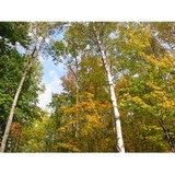 Ellis Lake Resort - Other in Interlochen