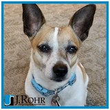 J Rohr Carpeting & Draperies - Other in Sterling Heights