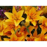 Leila Arboretum Society - Other in Battle Creek