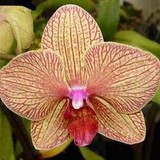 Orchid Growers Outlet - Other in New Baltimore