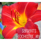 Colours Flower Market - Florists in Rochester