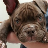 Maryland Avenue Pet Hospital - Veterinarians/Vets in Saint Paul