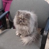 Belisle Katherine DVM - Veterinarians/Vets in Lakeville