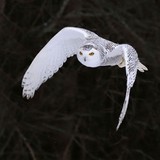 Owl Accounting Inc - Accountants in Saint Paul