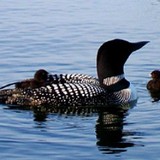 Wintering  Law Office, Ltd. - Criminal Defense Law in Rochester