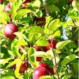 Carlson's Orchard Bakery - Other in Winsted