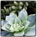 Sailer's Greenhouse - Other in Shakopee