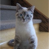 Bronlee Ann DVM - Veterinarians/Vets in Saint Paul