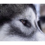Wintergreen Dogsled Lodge - Other in Ely